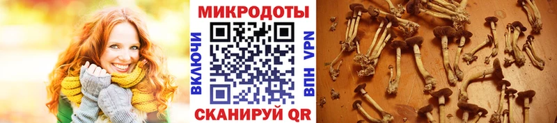 Псилоцибиновые грибы мицелий  Чулым 